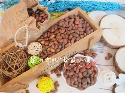 (Rat and you) New goods imported Russian snow pine nuts 500g squirrel staple food thin meat full of squirrel