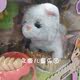 Chaosheng Meiqi cute little cat electric walking plush pet care and feeding boys and girls kindergarten children's toys