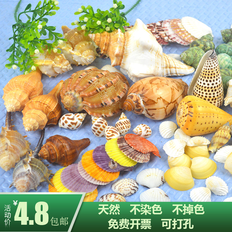 Natural conch shell diy large decorations Crafts decoration Creative ocean fish tank landscaping Underwater world