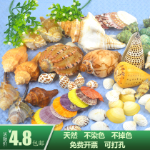 Natural conch shell diy large decorations Crafts ornaments Creative ocean fish tank landscaping Underwater world
