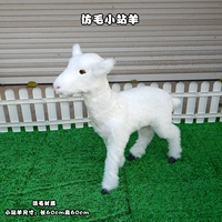 Мао Мао стоит и стоит ягненка, чтобы послать маленькую овцу