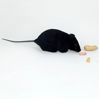 Черная мышь в коже