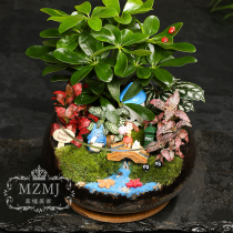 Microscape Eco Bottle Moss Microscape Microminiature Landscape Plant Fresh small potted plant Mini cute bonsai