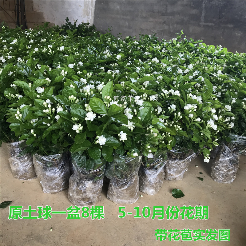 上新横县茉莉花盆栽花苗盆景植物花卉盆栽种子室内阳台庭院花卉绿