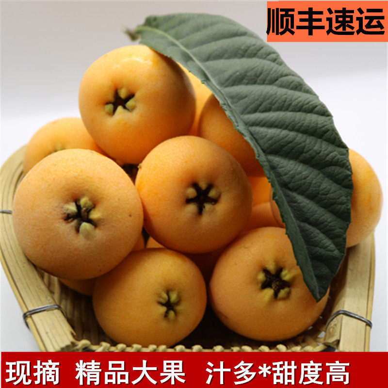 Sichuan Miyi Grand Five Star loquat sweet Pipa When the season is full box Bikebox fresh fruit 5 catties Big fruit Shunfeng gift box