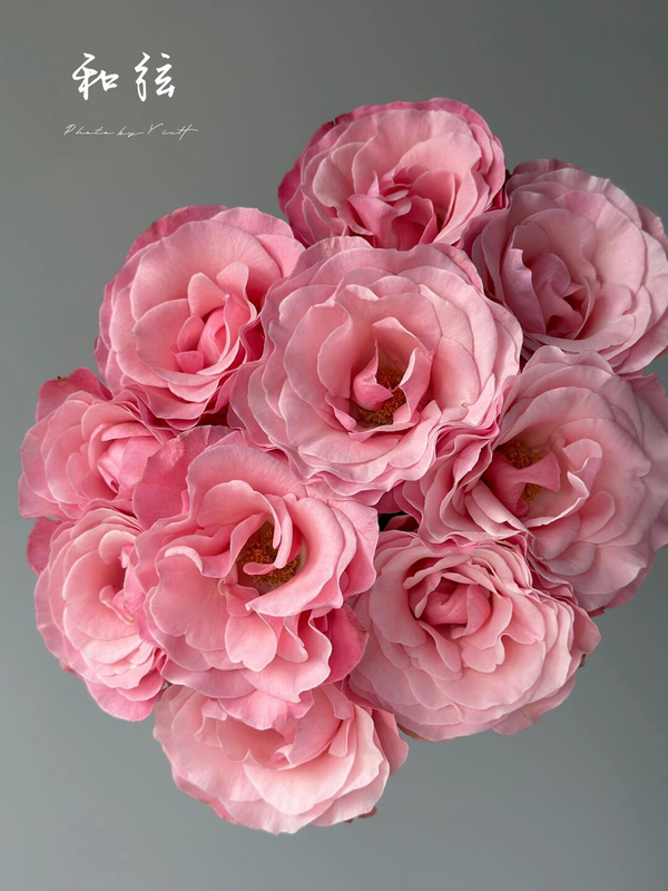 Japanese Imported A-Grade Pink Harmonious Roses, 10 Stems, Free Shipping Via Shunfeng Airlines, Direct Delivery from Kunming, Fresh Flowers for Vase Arrangement