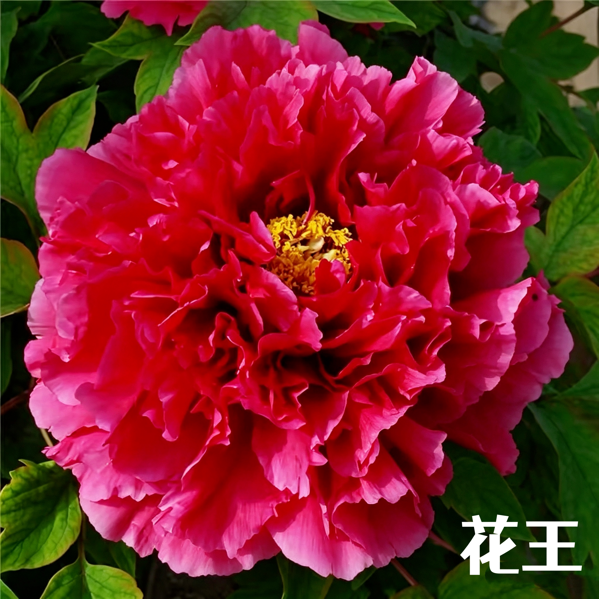 九州牡丹芍药基地