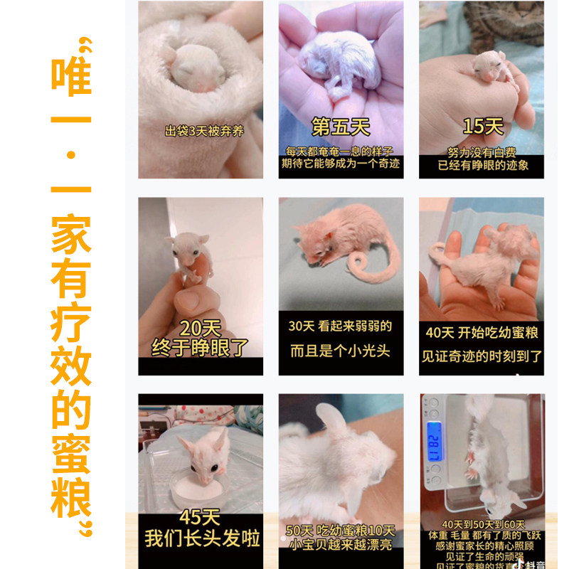 Honey Bag Ferret Grain Young Honey Grain Honey Bag Ferret Brewing Flying Squirrel Xiaomi into Honey Honey Bag Ferret Grain Meow Da Honey