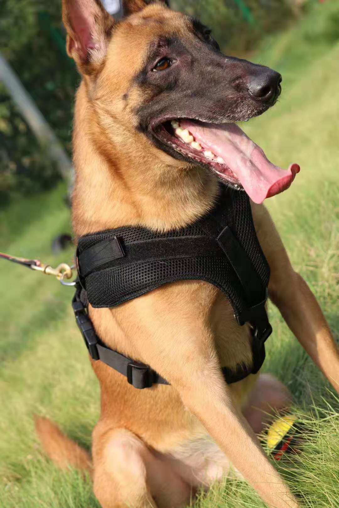 Tracking Chest Back Training Dog Supplies Light Weight Training Dog Chest Braces Breathable Mesh Chest Harness Dog Training Supplies-Taobao