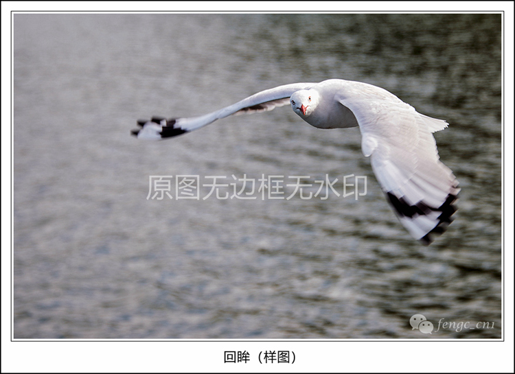 Original photographic work-back to eyes HD digital photo JPG electronic photo material animal seagulls fly