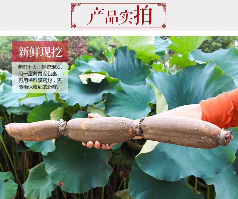 洪湖农家 现挖现发带泥莲藕 5斤装 天猫优惠券折后￥19.9包邮（￥39.9-20）