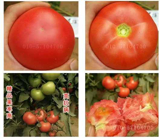 奇秀2號番茄種子