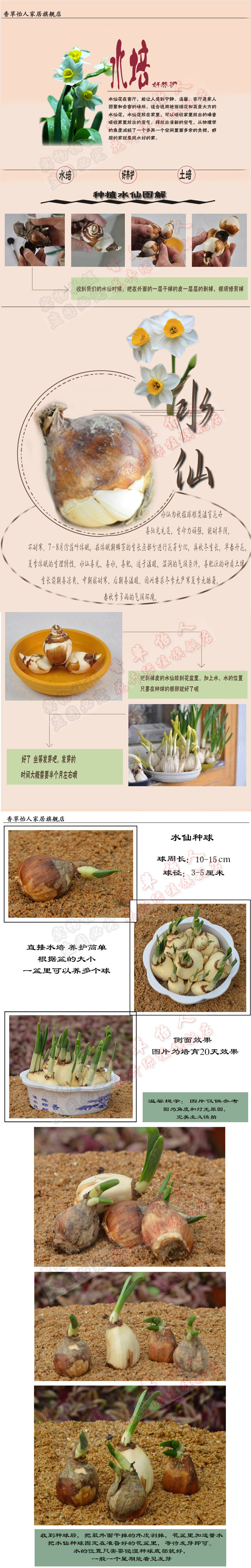 荷兰进口水仙花桌面绿植盆栽水培水仙花球根植物水仙花苗大球 限时1小时 水仙花 花苗 球根 水培 荷兰途虎网