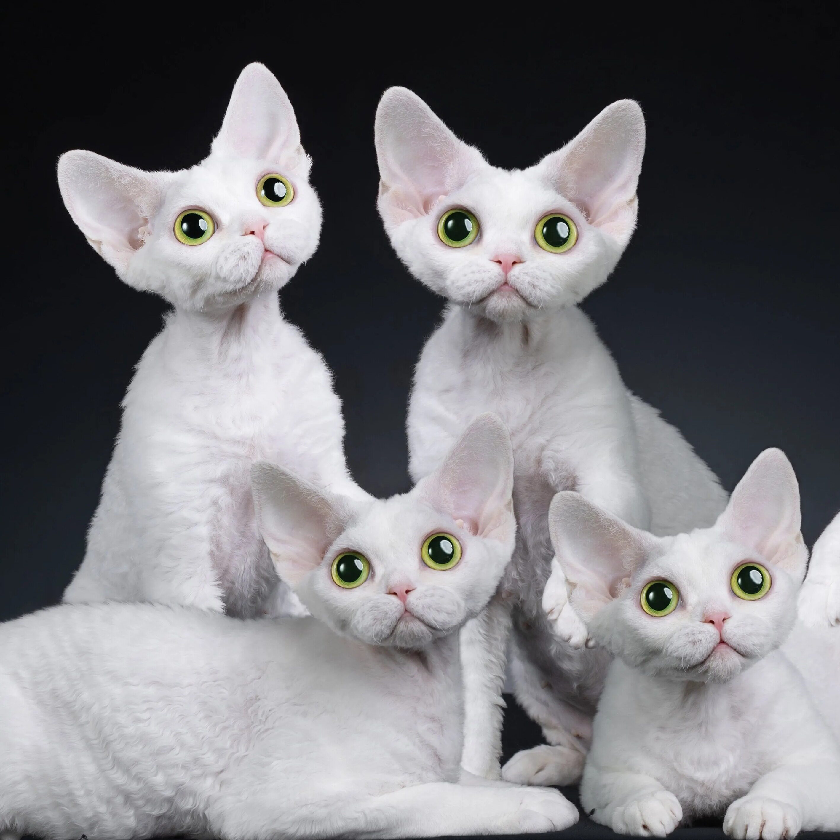 蛋卷德文卷毛猫