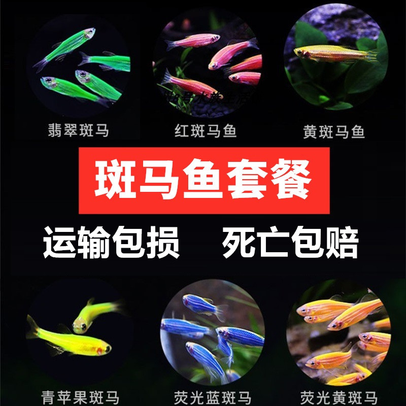 Goldfish Spotted Marfish Peacock Fish Fetal Raw Fish Scavenger Living Fish Traffic Light Small Tropical Cold Water Fish Ornamental Fish