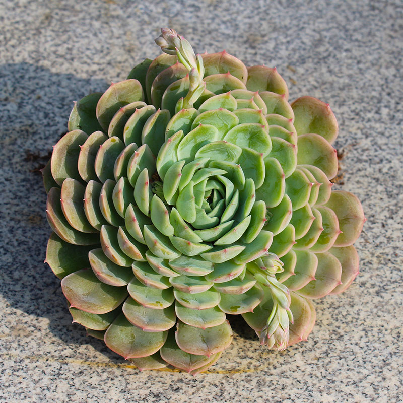 Most of the meat plants, large swifts, super large, Onslo, Luna, Fiona, big plants, big ones, good for fattening