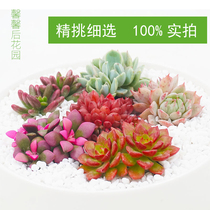 Succulent plant blowing snow Songjin Diya old pile rainbow Jade Ruby benzene bar TP show Research snow elf old pile