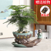 Asparagus potted office room dwarf asparagus seedlings desktop small bonsai easy-to-live plants green plants flower living room ornaments