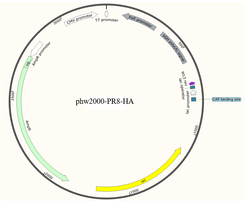 phw2000-PR8-HA
