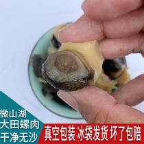 Micromountain Lake Large Horn Field Snail Meat Diced vacuum Fresh frozen screw meat to shell wash without sand