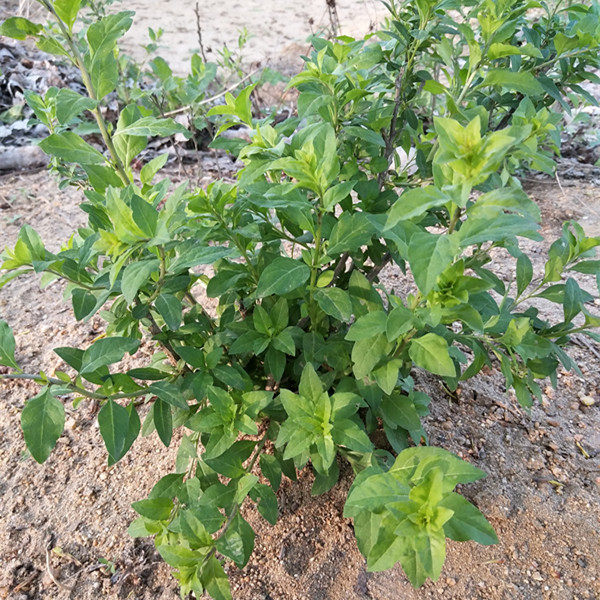 枸杞叶苗叶用枸杞菜苗枸杞苗食用种植甜菜种子苗头根芽苗蔬菜盆栽-淘宝网