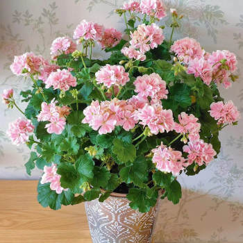 New double geranium potted seedlings beast system galaxy