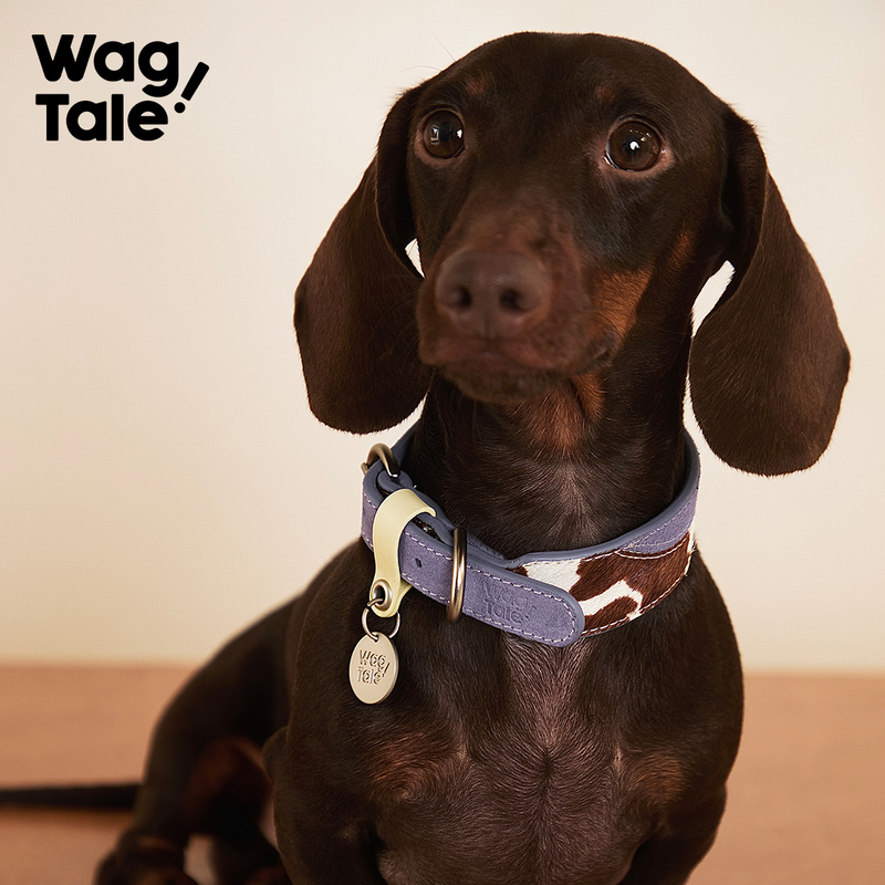 Wagtale Vintage 2.0 Carries the Retro Style to the Extreme, Pet Multi-Color Cow Leather Collar, Universal