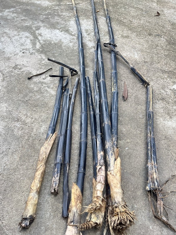The Bamboo Used in Traditional Chinese Medicine Is a Naturally Blackened Bamboo That Is Infected and Chemically Altered over Time, Resulting in a Blackened Bamboo That Is Tender and Has a Lustrous Finish The Bamboo Used in Traditional Chinese Medicine Is a Naturally Blackened Bamboo That Is Infected and Chemically Altered over Time, Resulting in a Blackened Bamboo That Is Tender and Has a Lustrous Finish