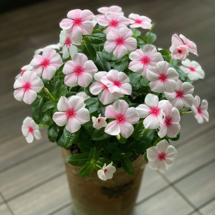 gm6WifKnzdTvlDvWUnfQc/PQSBxO37Yfp8vD