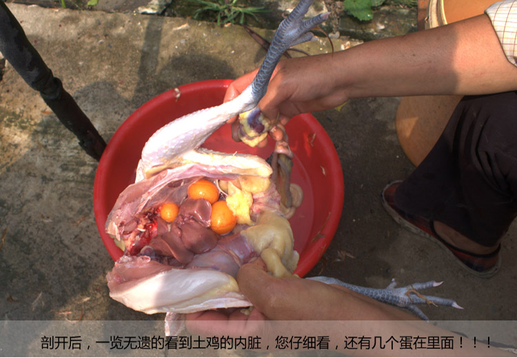 4 kg tươi sống đông lạnh trứng chó vàng tự chế tự làm khô bổ sung canxi bột tóc lecithin thú cưng - Đồ ăn vặt cho chó thức an cho chó con