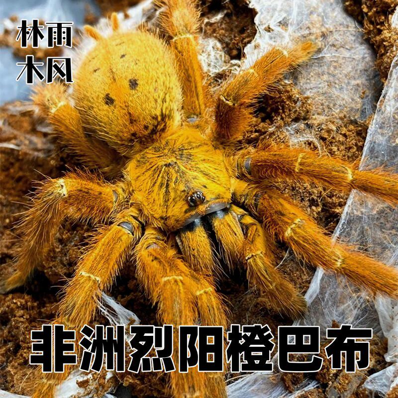 蜘蛛　馬 蜘蛛控看过来！亚马逊巨无霸食鸟蛛，你准备好了吗？🔥-蜘蛛-淘宝好物网