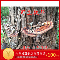 Huaie wild Huaie Chinese herbal medicine Huaie Sophora mushroom Sophora Sophora Sophora japonica 2021 new dry products 250g
