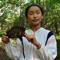 Wild pine needle spp hole fungus pine mushroom pine needle Ganoderma lucidum 250g can be cut