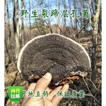 Wild fissured hoof layer hole bacteria cleft hoof Ganoderma lucidum walnut mandshurica yellow red meat strainus 250g free cut