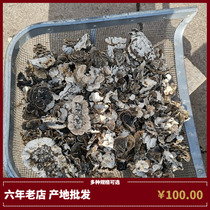 Wild Yunzhi white background Yunzhi dry product Huang Yunzhi new goods Changbai Mountain wild Ganoderma lucidum Qingzhi five catties