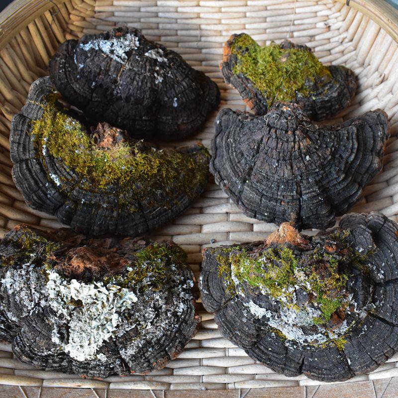 Wild Pine Needle Layer Pore Fungus Northeast Long White Mountain Pine Wood Layer Pore Fungus Pine Needle Lingo Pine Mulberry Yellow A Grade-Taobao