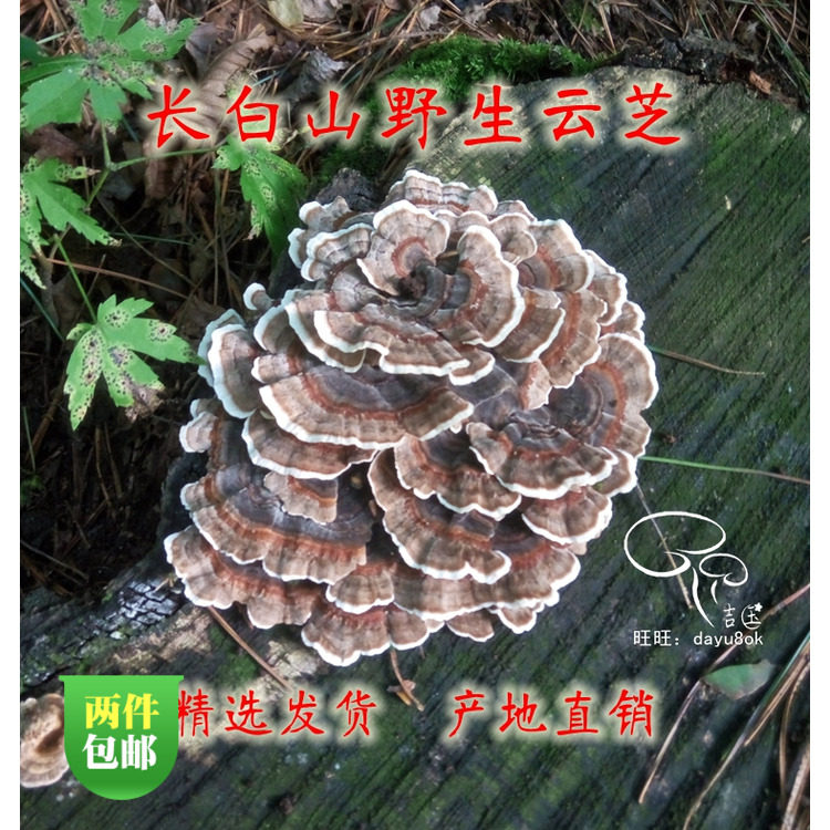 Wild cloud cheese Changbai Mountain Wild White-bottom Cloud Sesame Mushroom 2021 Fall New Cargo Wild Cloud Lucid Lingzhi 250 gr