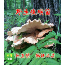 Changbai Mountain Wild Sulfur Bacteria Sulfur Porous Bacteria Sulfur Porous Bacteria Huangzhi 250g