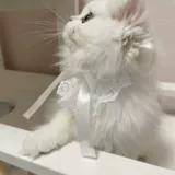 Шарф, белый кружевной чокер, нагрудник с бантиком