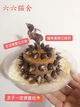 Liuliu cat house pet dog cat creative homemade birthday cake cat dog nutrition snacks