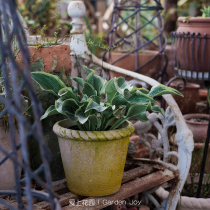 Fall in love with the garden)