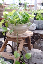 Fall in love with garden summer new products) foreign trade glazed flower pots twisted sides shallow round basin hydroponic plant Basin