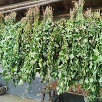 In 2024 Houttuynia Cordata is naturally dried in the farmyard.