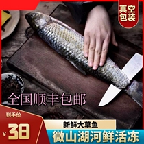 Shunfeng pollution-free natural Weishan Lake fresh grass carp thick carp herring fish fish now killing vacuum