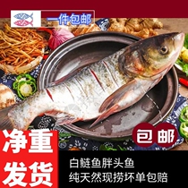 Shunfeng Weishan Lake fat head fish flower silver carp black silver carp big head Fish Fish head fish body fresh live now kill delivery
