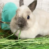 Joy & Fiber Titami Cao (один раз) Tisa Rabbit Totoro, Donarnar, сушеная трава, трава, трава, трава