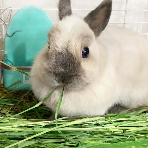 Joy & Fiber Titami Cao (один раз) Tisa Rabbit Totoro, Donarnar, сушеная трава, трава, трава, трава