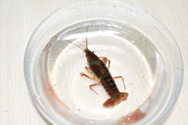 美国Jese jese破壁机 破壁料理机 变频破壁机 破壁机 三维变频技术 料理机 弹性素食 破壁料理机选变频