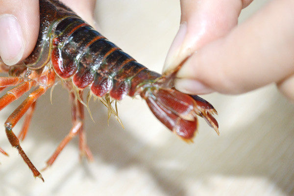 美国Jese jese破壁机 破壁料理机 变频破壁机 破壁机 三维变频技术 料理机 弹性素食 破壁料理机选变频