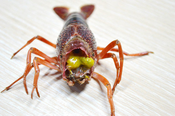 美国Jese jese破壁机 破壁料理机 变频破壁机 破壁机 三维变频技术 料理机 弹性素食 破壁料理机选变频